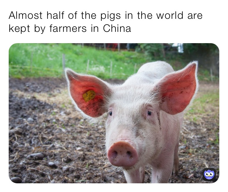 Almost half of the pigs in the world are kept by farmers in China