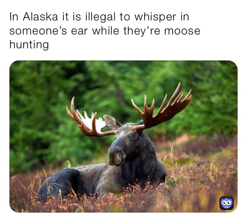 In Alaska it is illegal to whisper in someone’s ear while they’re moose hunting