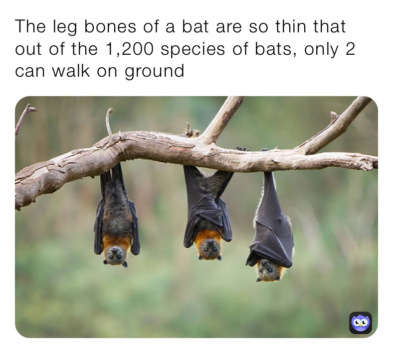 The leg bones of a bat are so thin that out of the 1,200 species of bats, only 2 can walk on ground