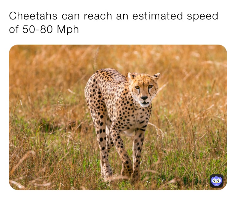 Cheetahs can reach an estimated speed of 50-80 Mph