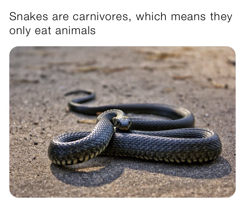 Snakes are carnivores, which means they only eat animals