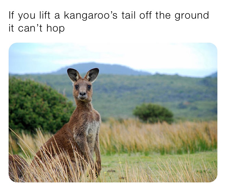 If you lift a kangaroo’s tail off the ground it can’t hop