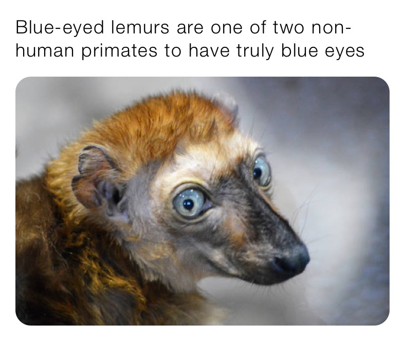Blue-eyed lemurs are one of two non-human primates to have truly blue eyes