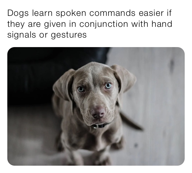 Dogs learn spoken commands easier if they are given in conjunction with hand signals or gestures