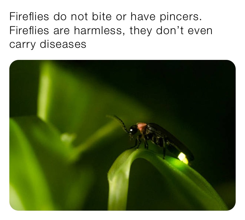 Fireflies do not bite or have pincers. Fireflies are harmless, they don’t even carry diseases 