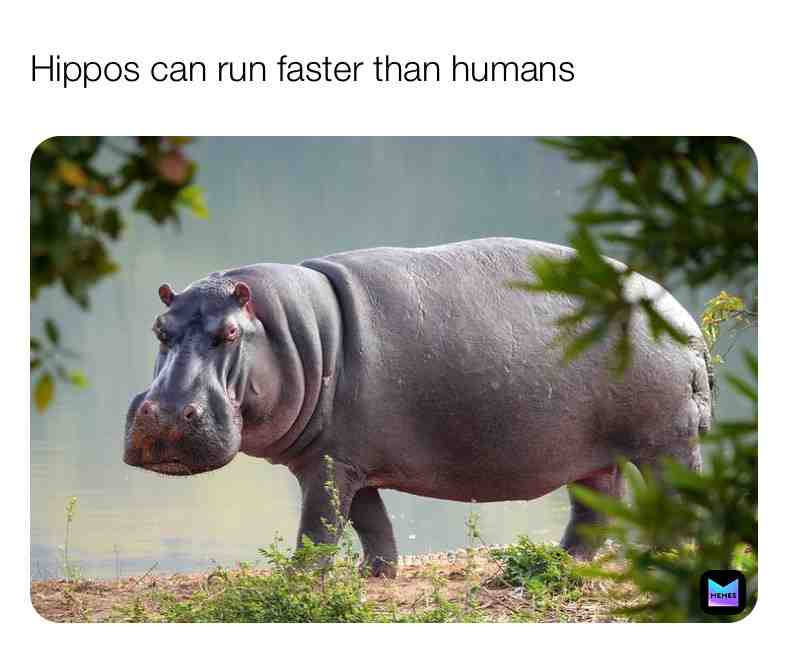 Fun Hippo Fact\u2757\ufe0f
 #faster  #humans   #facts \u200b #live \u200b #dream  #hippo  #fastandfurious