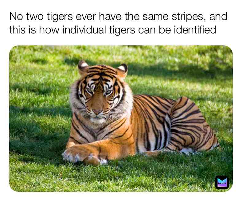 Fun Tiger Fact\u2757\ufe0f
#tiger #tigers #funfacts #fun #facinating #facts \u200b #live \u200b #dream #happy