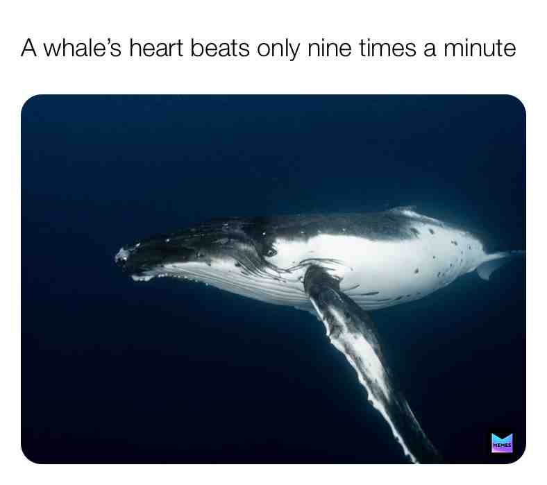 Fun Whale Fact\u2757\ufe0f
#whale #whalefacts #animals #nature #facts \u200b #live \u200b #dream #follow #share #ocean #truefacts