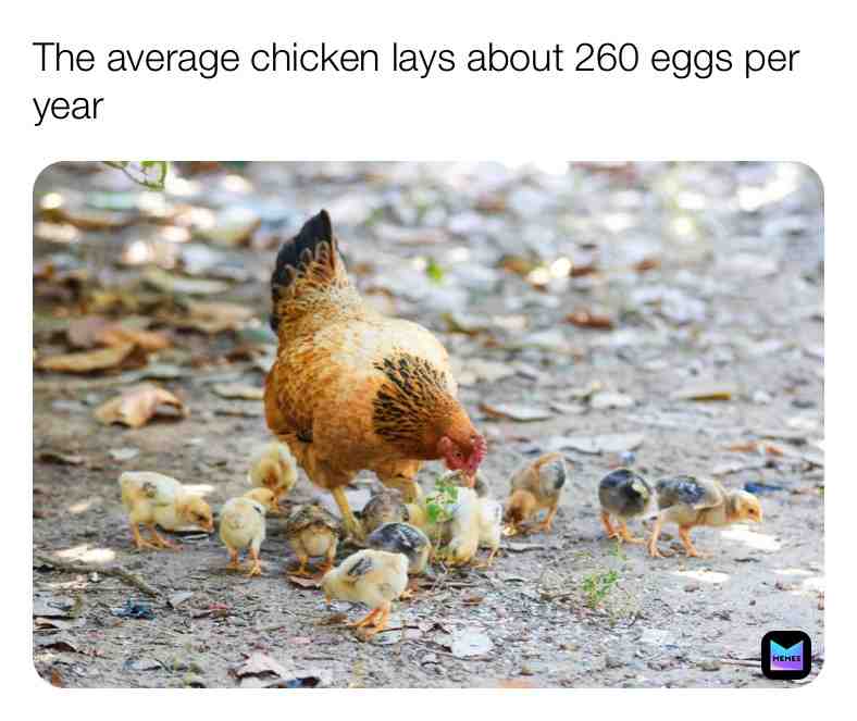 Fun Chicken Fact\u2757\ufe0f
#chicken #chickenfacts #babychicks #chicks #eggs #nature #life #facts \u200b #dream \u200b #dogs \u200b #reallife #animal #wildlife #chickens