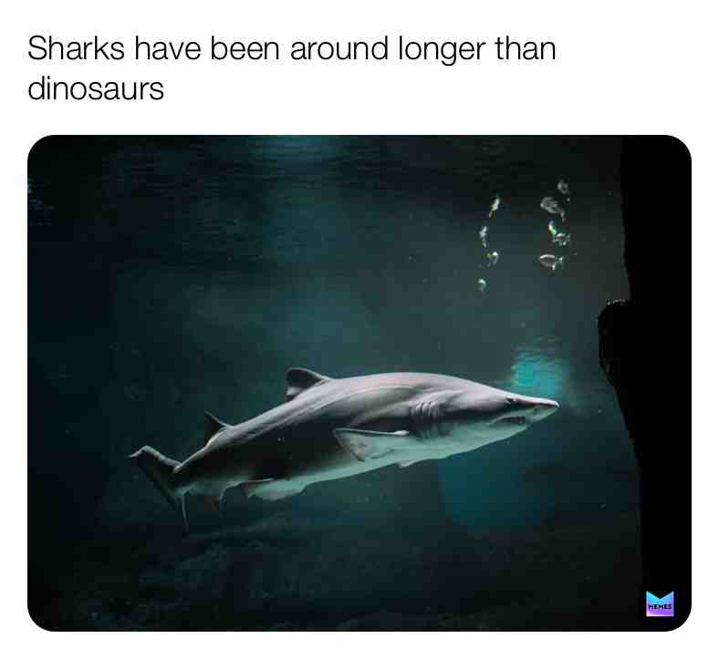 Fun Shark Fact\u2757\ufe0f
#funfacts #fun #truefacts \u200b #live \u200b #dream \u200b #reallife #facts #animals #wild #wildlife #dailyposts #sharks #dinosaur #dinosaurs