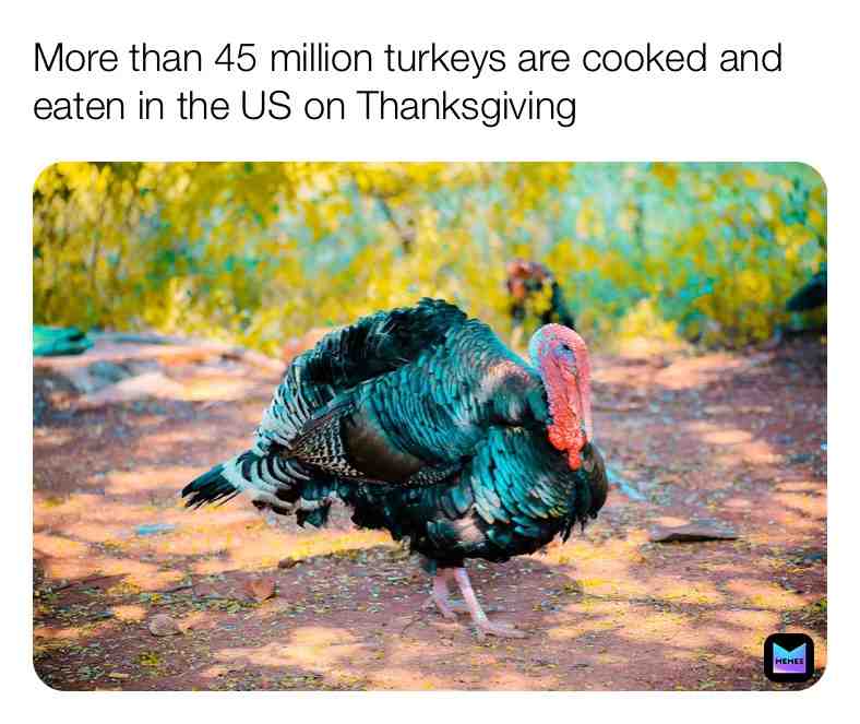 Fun Turkey Fact\u2757\ufe0f
#turkey #facts #truefacts #animalfacts #realife #animals #dailypost #newpage #nature #facts \u200b #dream #outside