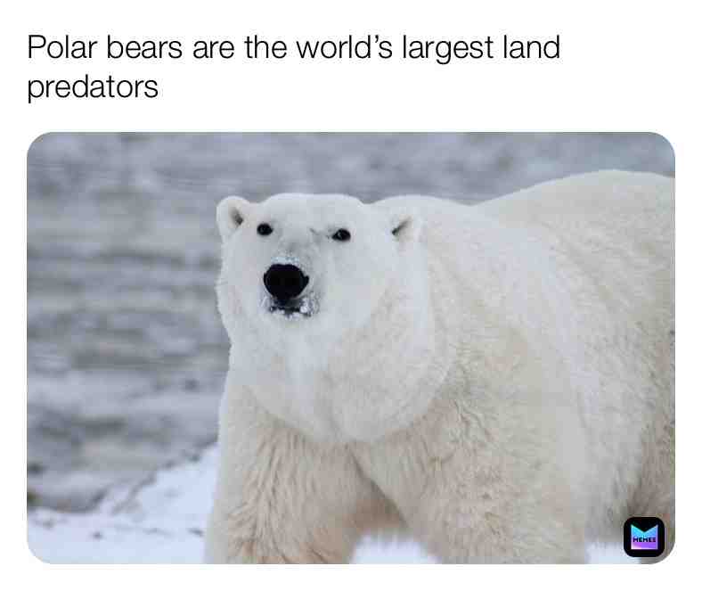Fun Polar Bear Fact\u2757\ufe0f
#polarbears #bears #facts #truefacts #realife #animals #animalfacts #love #fact #wild #wildlife #snow #cocacola #mammals \u200b #live \u200b #dream #nature #naturelovers #outside