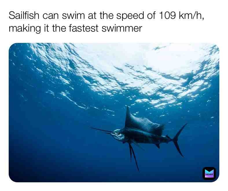 Fun Sailfish Fact\u2757\ufe0f
#sailfish #sail #fish #ocean #nature #water #outside #fishing #fast #quick #swimming #quick #underwater #newpost #truefacts #facts #animalfacts #fun #movingfast #life