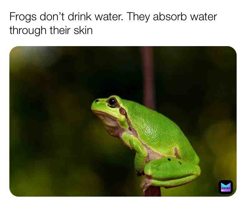 Fun Frog Fact\u2757\ufe0f
#frogs #facts #funfacts #water #hydrate #animals #animalfacts #wildanimals #newaccount #nature #outside #newpost #newpostdaily #animallove #life #live \u200b #dream \u200b #reallife #frogfacts #factssavelives