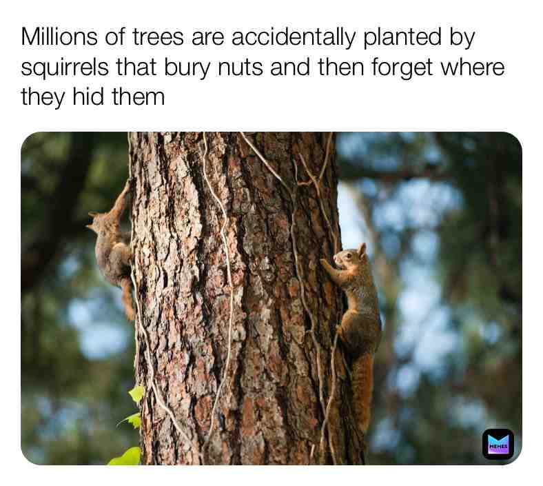 Fun Squirrel Fact\u2757\ufe0f
 #squirrel  #facts  #squirrels  #funfacts  #realfacts  #funfacts  #squirrelfacts  #trees  #nature  #realife  #outside  #naturefacts  #realworld  #newpost  #everyday  #follow  #animals  #animalfacts \u200b #dream