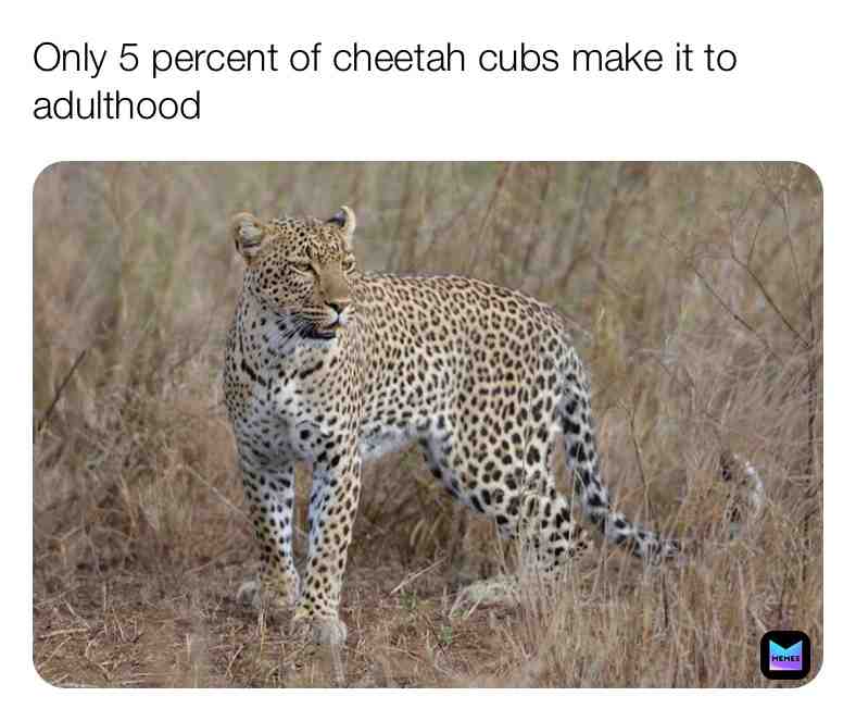 Fun Cheetah Fact\u2757\ufe0f
#funfacts #fun #facts #truefacts #wildfacts #nature #outside #realife #animal #animals #animalfacts #animallife #newpostdaily #live #newpage #follow #newpost #dailypost #life #factseveryday #survive #adulthood #share