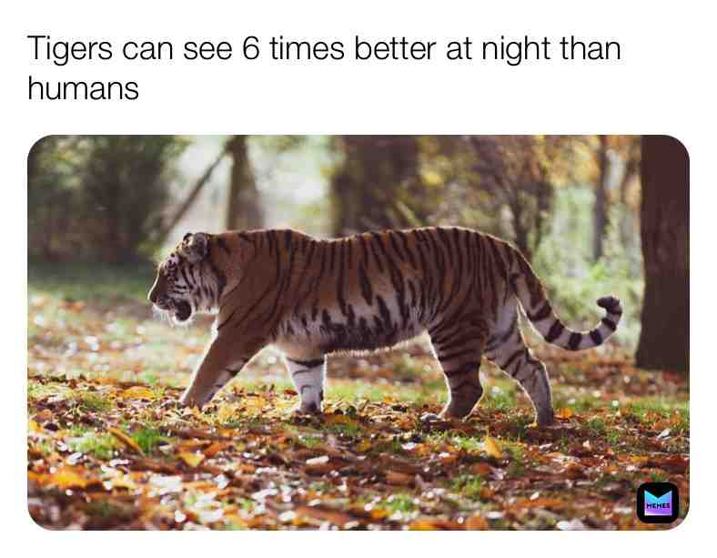 Fun Tiger Fact\u2757\ufe0f
#funfacts #factsdaily #facts #tigerfacts #tigers #tiger #tigerlove #realfacts #live #life #animals #animalfacts #animals #newpost #newpostdaily #reallife #dailypost #newpage #followformore #animalfactsdaily #dailyfacts