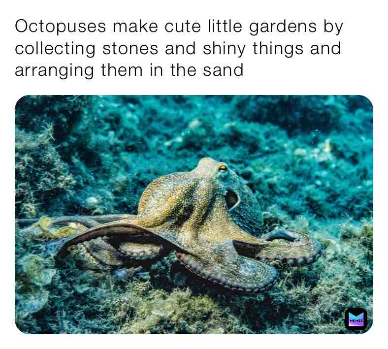 Fun Octopus Fact\u2757\ufe0f
#octopus #octopusfacts #funfacts #fun #live #realfacts #oceanwater #ocean #animals #real #life #reallife #animalfacts #facts #dank #animalfactsdaily #newfacts #follow #everydayfacts #dailypost #newpage #livelife