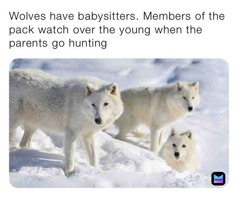 Fun Wolf Fact\u2757\ufe0fTag Someone\u2757\ufe0f
#funfacts #wolves #wolvefacts #wolve #wolfs #wolf #wolffacts #realfacts #reallife #young #animals #animalfacts #facts #wildlife #life #newpost #dailypost #everydaypost #livelife #packs #protect #hunting #hunt #babysitters