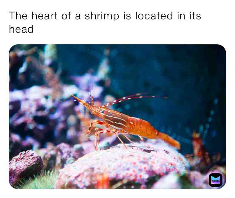 Fun Shrimp Fact\u2757\ufe0fTag Someone\u2757\ufe0f
#funshrimpfact #funfacts #newfacts #new #life #heart #heartbreak #shrimp #shrimps #water #ocean #oceanwater #animals #live #animalfacts #true #facts #newpostdaily #daily #dailypost #newpost #newpage #follow #like #share #tag #brain #brains