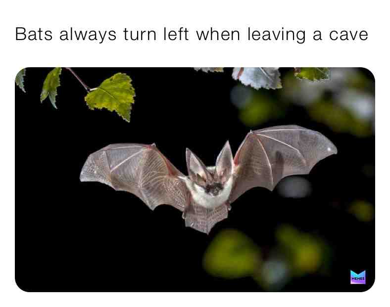 Fun Bat Fact\u2757\ufe0fTag Someone\u2757\ufe0f
#facts #newfacts #batfacts #truefacts #live #livelife #cave #caves #snakes #bats #bat #batman #dc #left #flying #batfact #animals #nature #outside #newpostdaily #newpost #follow #like #share #newpage #dailyfacts #dream #reallife #everydaypost #support