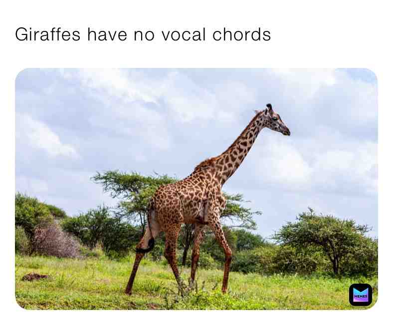 Fun Giraffe Fact\u2757\ufe0fSupport Page\u2757\ufe0f
#funfacts #facts #truefacts #supportpage #fun #animalfacts #animals #animal #true #newpostdaily #new #everydaypost #share #like #follow #funday #giraffefacts #newpage #newpost #vocal #vocalcords #vocals #huge #2020 #newyears #christmas #thanksgiving