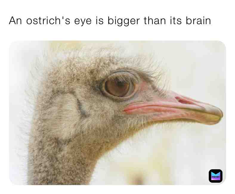 Fun Ostrich Fact\u2757\ufe0fSupport Page\u2757\ufe0f
#ostrichfacts #ostrichfact #truefacts #daily #dailycontent #dailyfacts #dailyfactseveryday #animals #animal #animalfacts #true #love #animalovers #love #live #life #eyes #eye #brain #bigger #dailycontent #funfacts #follow #share #support #trust #newpage