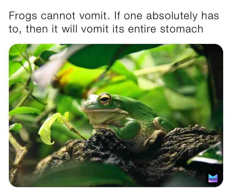 Fun Frog Fact\u2757\ufe0fSupport Page\u2757\ufe0f
#frogs #frog #funfacts #animalfacts #facts #animal #animals #frogfact #nature #outside #life #live #wildlife #wilderness #vomit #cute #green #stomach #excercise #livelife #new #newpage #newpost #dailypost #newmemes #dream #reallife #truestory #animalsmeme