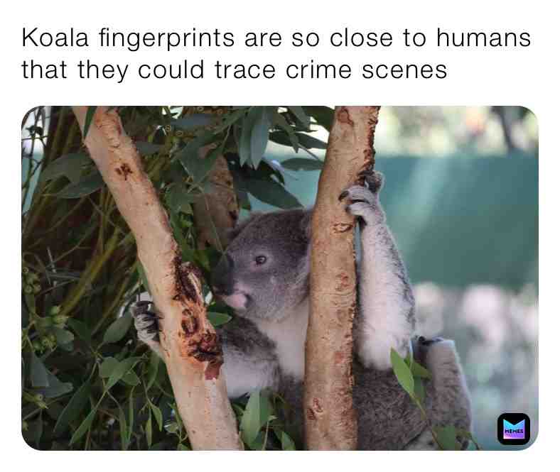 Fun Koala Fact\u2757\ufe0fSupport Page\u2757\ufe0f
#truefacts #daily #dailycontent #dailyfacts #dailyfactseveryday #animals #animal #animalfacts #true #love #animalovers #love #live #life #eyes #eye #brain #bigger #dailycontent #funfacts #follow #share #support #trust #newpage #koala #koalas