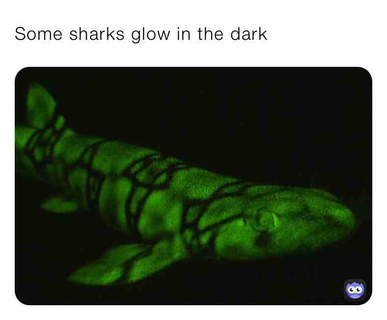 Fun Shark Fact\u2757\ufe0fSupport Page\u2757\ufe0f
#truefacts #daily #dailycontent #dailyfacts #dailyfactseveryday #animals #animal #animalfacts #true #love #animalovers #love #live #life #eyes #eye #brain #bigger #dailycontent #funfacts #follow #share #support #trust #newpage #shark #sharks