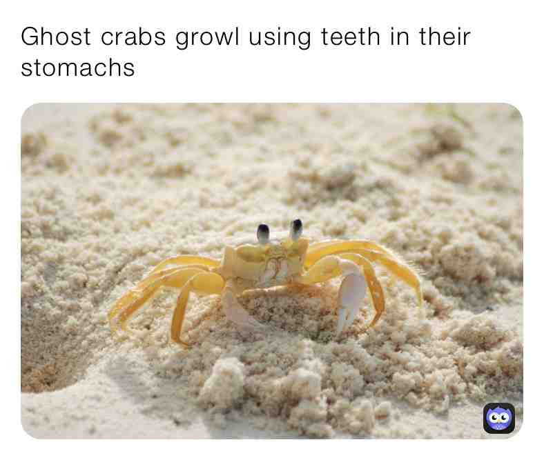 Fun Crab Fact\u2757\ufe0fTag Someone\u2757\ufe0f
#truefacts #daily #dailycontent #dailyfacts #dailyfactseveryday #animals #animal #animalfacts #true #love #animalovers #love #live #life #eyes #eye #brain #bigger #dailycontent #funfacts #follow #share #support #trust #newpage #crabs #mrkrabs #spongebob #memes #teeth #growl #crab