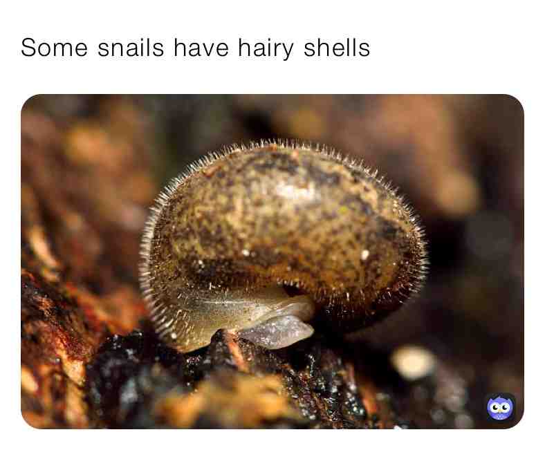 Fun Snail Fact\u2757\ufe0fTag Someone\u2757\ufe0f
#truefacts #daily #dailycontent #dailyfacts #dailyfactseveryday #animals #animal #animalfacts #true #love #animalovers #love #live #life #eyes #eye #brain #bigger #dailycontent #funfacts #follow #share #support #trust #newpage #snail #snails