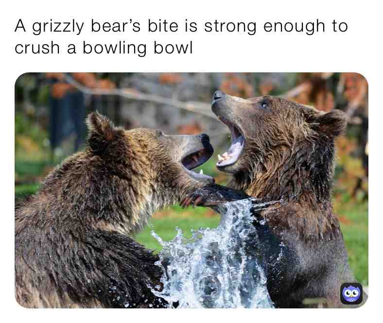 Fun Bear Fact\u2757\ufe0fTag Someone\u2757\ufe0f
#life #newpost #live #animalfacts #animals #truefacts #life #everydaypost #dailypost #tails #warm #live #nature #wild #fluffy #sleep #comfy #cozy #newpage #follow #cuteanimals #cute #real #bears #bearlife
