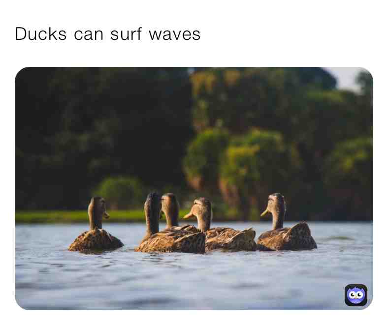 Fun Duck Fact\u2757\ufe0fSupport Page\u2757\ufe0f
 #funfacts  #red  #life  #newpost  #live  #animalfacts  #animals  #truefacts  #life  #everydaypost  #dailypost  #tails  #warm  #live  #nature  #wild  #fluffy  #sleep  #comfy  #cozy  #newpage  #follow  #cuteanimals  #cute  #real  #ducks  #surf  #surfing  #water  #funny  #fun