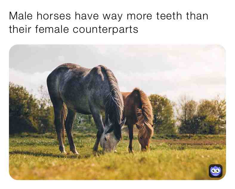 Fun Horse Fact\u2757\ufe0fSupport Page\u2757\ufe0f
\u2714\ufe0fMales have 40-42 Permanent Teeth
\u2714\ufe0fFemales have 36-40 Permanent Teeth
 #life  #newpost  #live  #animalfacts  #animals  #truefacts  #life  #everydaypost  #dailypost  #tails  #warm  #live  #nature  #wild  #fluffy  #sleep  #comfy  #cozy  #newpage  #follow  #cuteanimals  #cute  #real  #horses  #fast  #do