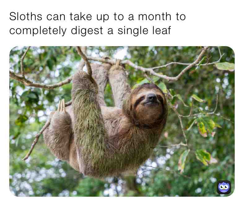 Fun Sloth Fact\u2757\ufe0fSupport Page\u2757\ufe0f
 #slothfacts  #sloth  #sloths  #funfacts  #true  #do  #love  #animals  #animallover  #memes  #animalmemes  #digest  #pets  #dogs  #cats  #daily  #newpost  #newpage  #animalfacts  #support  #follow  #share  #leaf  #fall  #facts