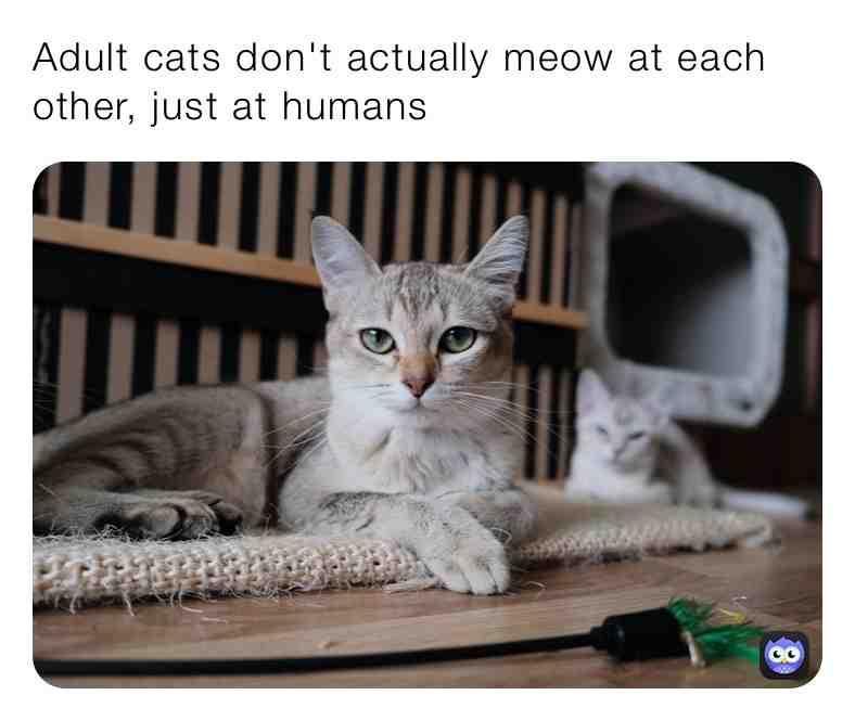 Fun Cat Fact\u2757\ufe0fPet Store in Bio\u2757\ufe0f
 #cats  #catfacts  #catsofinstagram  #newfacts  #dailyfacts  #daily  #facts  #cat  #dogs  #dog  #life  #livelife  #animals  #animalfacts  #animal  #newpage  #dailypost  #humans  #meow  #do  #bestanimalfactsever  #protect  #nature  #out