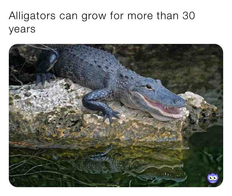 Fun Alligator Fact\u2757\ufe0fPet Store in Bio\u2757\ufe0f
\u2714\ufe0fAlligators often don\u2019t  hit their full size of growth until 33 years
 #alligators  #animals  #animal  #gator  #alligator  #wildllife  #water  #nature  #outside  #years  #go  #growth  #facts  #dailyfacts  #animalfacts  #do  #newpost  #realfacts  #dream  #live  #livelife  #happy  #happiness  #memes  #follow  #share