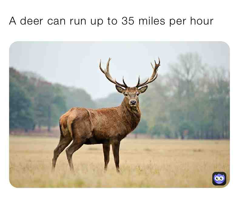 Fun Deer Fact\u2757\ufe0fSupport Page\u2757\ufe0f
\u2714\ufe0f White-tailed deer can hit top speeds of 35 miles per hour
\u2714\ufe0f Reindeer can run up to 50 miles per hour
 #facts  #animalfacts  #animals  #dailypost  #do  #deer  #fast  #nature  #reindeer  #holidays  #go  #christmas  #love  #family  #dreams  #work  #up  #deer  #deers  #dogs  #cats  #pets  #petstore  #new  #happy  #memes  #newpage  #follow