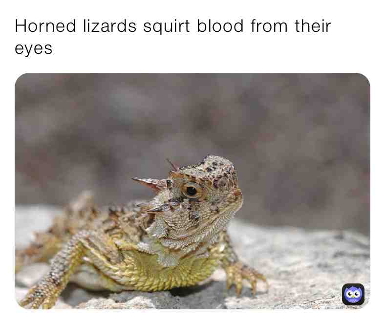 Fun Lizard Fact\u2757\ufe0fSupport Page\u2757\ufe0f
\u2714\ufe0fA horned lizard finds itself in a perilous situation, it can squirt a stream of blood from its eyes
\u2714\ufe0fThis is used to help evade predators
 #animals  #nature  #animal  #pets  #dogs  #life  #reallife  #real  #life  #lizard  #hornedlizard  #do  #newpost  #dailypost  #outside  #animalfacts  #follow  #share  #like  #love  #animallovers  #go  #lizardgang  #memes  #happy  #true  #daily