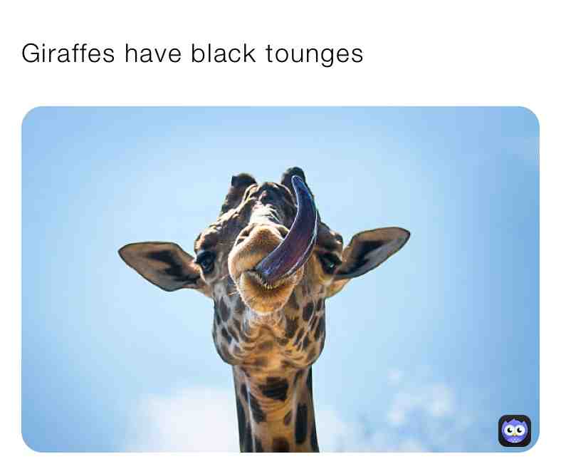 Fun Giraffe Fact\u2757\ufe0fSupport Page\u2757\ufe0f
\u2714\ufe0fGiraffes tongues are around 20 inches long
 #animalfacts  #animals  #animalfact  #animal  #dogs  #pets  #support  #giraffe  #giraffes  #do  #follow  #share  #newpost  #dailypost  #reallife  #true  #newfacts  #new  #nature  #animalovers  #animalmemes  #memes  #funnyanimals  #live