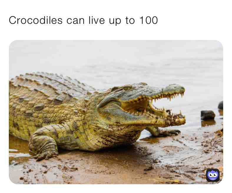 Fun Crocodile Fact\u2757\ufe0fSupport Page\u2757\ufe0f
\u2714\ufe0f Nile crocodiles can live for a full century
\u2714\ufe0fNile crocodiles can cause a lot of damage over those 100 years, approximately 200 people die every year from this types of crocodiles (sadly)
 #animalfacts  #crocodile  #crocodiles  #animals  #nature  #world  #life  #reallife  #real  #animal  #true  #truefacts  #crocodilefacts  #facts  #do  #dreams  #animallovers  #animallover  #new  #newpost  #dogs  #pets  #cats  #support  #follow  #like  #share  #christmas  #holidays