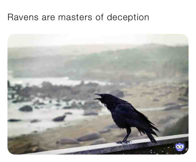 Fun Raven Fact\u2757\ufe0fSupport Page\u2757\ufe0f
\u2714\ufe0f The entire corvid family, which includes crows,raven and jays are exceptionally intelligent
\u2714\ufe0fThese birds have been known to play pranks on each other and tease other animals
 \u200b #reallife  #animals \u200banimal \u200bcats \u200b #nature  #naturelovers \u200b #world \u200b #life \u200b #newpost \u200b #new  #everyday  #livelife  #ravens  #raven  #nfl  #bpl  #animallovers  #animallover  #love  #truefacts  #do  #animalmemes  #memes  #follow  #share