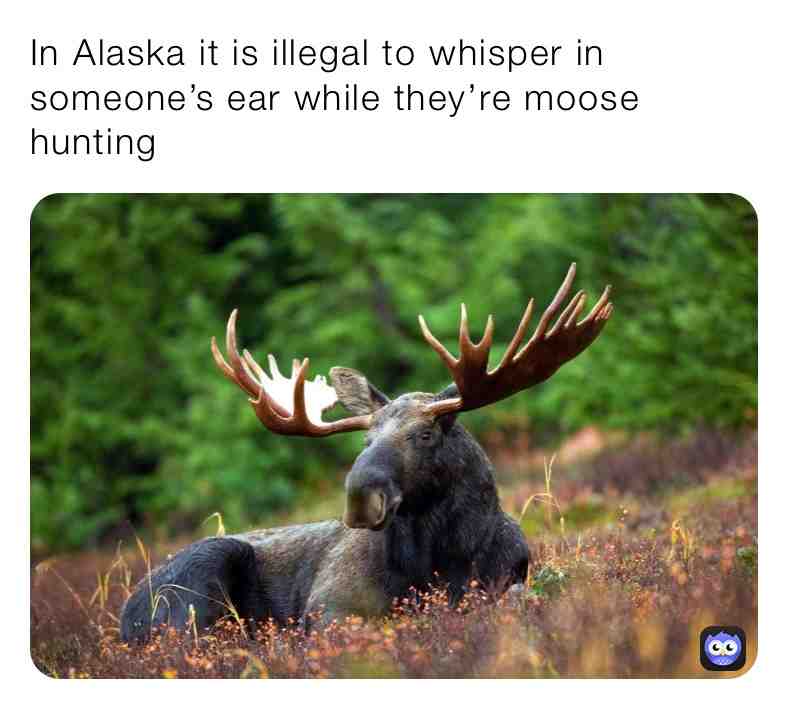 Fun Moose Fact\u2757\ufe0fSupport Page\u2757\ufe0f
\u2714\ufe0f It is also considered an offense to feed alcoholic beverages to a moose
  #facts \u200b #live \u200b #dream \u200b #dogs \u200bcats \u200b #reallife  #animals \u200b #nature  #naturelovers \u200b #world \u200b #life \u200b #newpost \u200b #new  #animalmemes \u200b #animallover  #animalfacts  #animallovers  #newpostdaily  #do  #outside  #happy  #memes  #moosefacts
