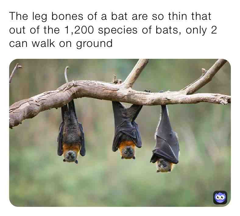 Fun Bat Fact\u2757\ufe0fSupport Page\u2757\ufe0f
\u2714\ufe0f These types of species are the vampire bat and the burrowing bat
  #facts \u200b #live \u200b #dream \u200b #dogs  #animals \u200b #reallife \u200b #life \u200b #world  #naturelovers \u200b #nature \u200b #newpost \u200b #new  #animalmemes \u200b #animallover \u200b #animallovers  #bats  #batfacts  #batman  #go  #fly  #peace  #species  #naturephotography