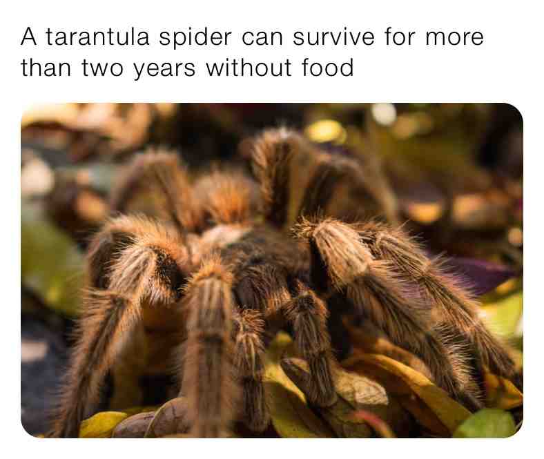 Fun Tarantula Fact\u2757\ufe0fSupport Page\u2757\ufe0f
\u2714\ufe0f As long as water is available, they seem to suffer no ill effects from not eating
\u2714\ufe0fSpiders need the moisture to survive
  #facts \u200b #live \u200b #dream \u200b #dogs  #animals \u200b #reallife \u200b #nature  #naturelovers \u200b #world \u200b #new \u200b #newpost  #animalmemes \u200b #animallover  #love  \u200b #animallovers  #tarantulas  #tarantula  #newfacts  #spiderfacts  #dailymemes  #do