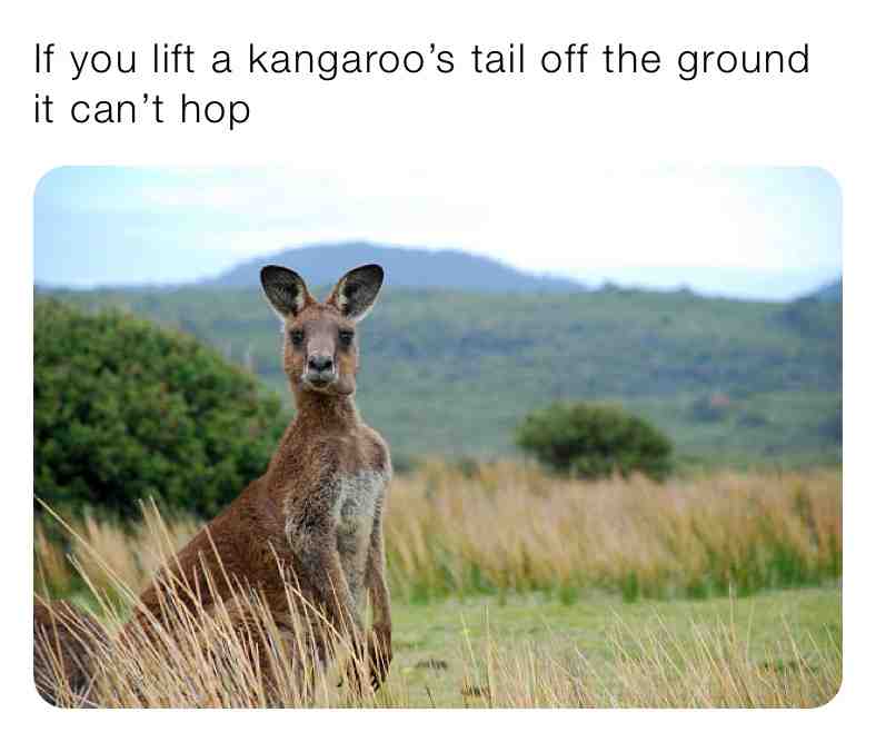 Fun Kangaroo Fact\u2757\ufe0fSupport Page\u2757\ufe0f
\u2714\ufe0fThe reason being is that Kangaroo\u2019s use their tails for balance
\u2714\ufe0fA Kangaroo\u2019s strongest part of their body is their springy hind legs and feet which are much stronger and larger than their arms
.
.
.
.
  #facts \u200b #dream \u200b #live \u200b #dogs  #animals \u200b #reallife \u200b #nature  #naturelovers \u200b #world \u200b #life \u200b #newpost \u200b #new  #animalmemes \u200b #animallover \u200b #animallovers  #funfacts  #truefacts  #kangaroo  #livelife  #daily  #dailymemes  #do  #kangaroofacts  #kangaroofact  #memes  #meme  #animalfacts