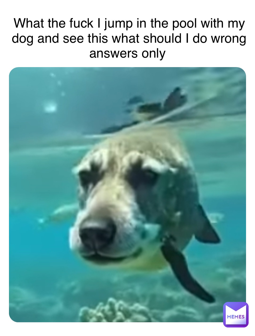 What the fuck I jump in the pool with my dog and see this what should I do wrong answers only