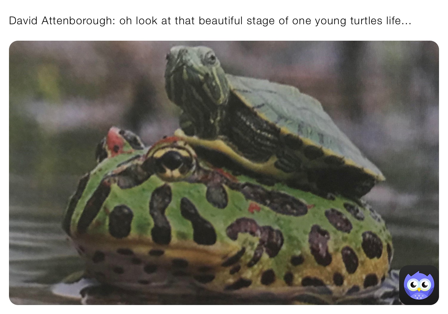 David Attenborough: oh look at that beautiful stage of one young turtles life...
