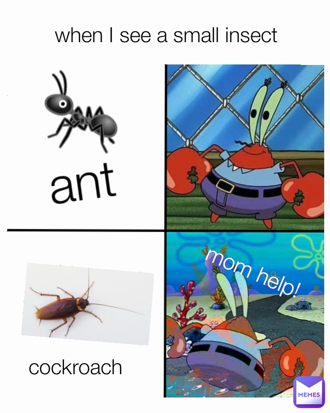 ant cockroach 🐜 mom help!  when I see a small insect